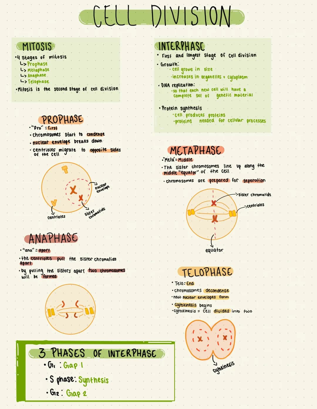 MITOSIS
•4 Stages of mitosis
L> Prophase
L> Metaphase
L> Anaphase.
L> Telophase
•Mitosis is the second stage of cell division
PROPHASE
CELL 