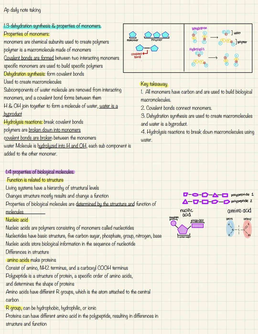 AP Biology Unit 1: Nucleotide Structure and Macromolecules Notes, PDF & Answer Key