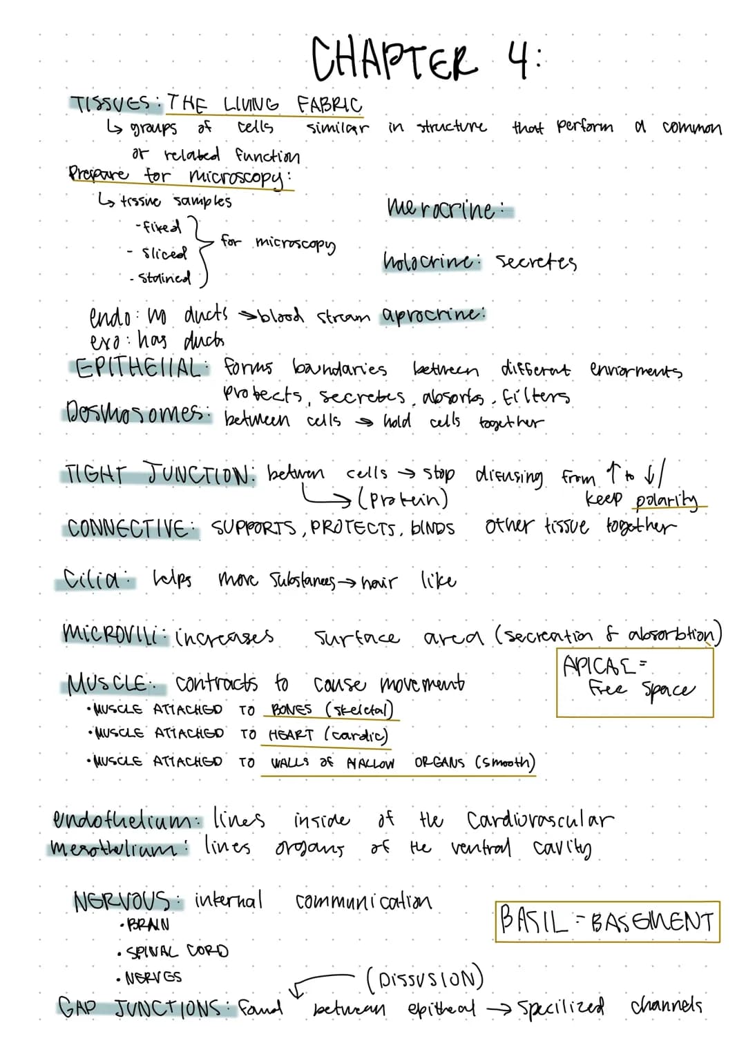 Cool Stuff About Connective Tissue Types and Epithelial Tissue Examples