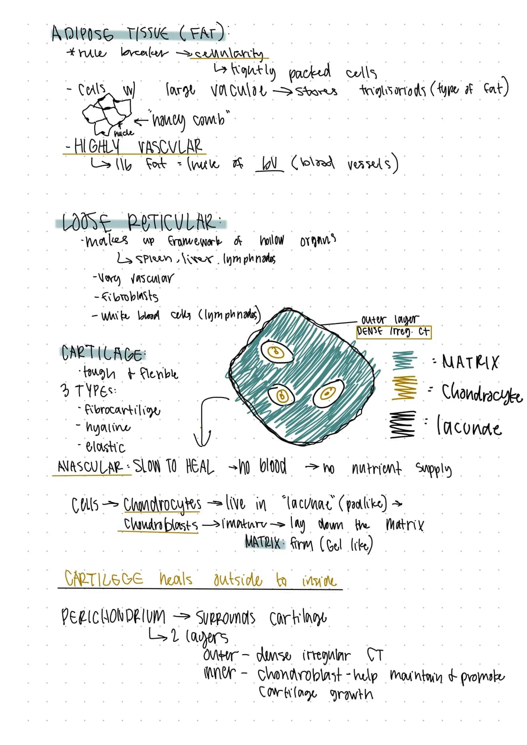 TISSUES: THE LIVING FABRIC
Ь groups
of
cells
similar
or related function
Prepare for microscopy:
I tissive samples
-fixed
sliced
- Stained
C