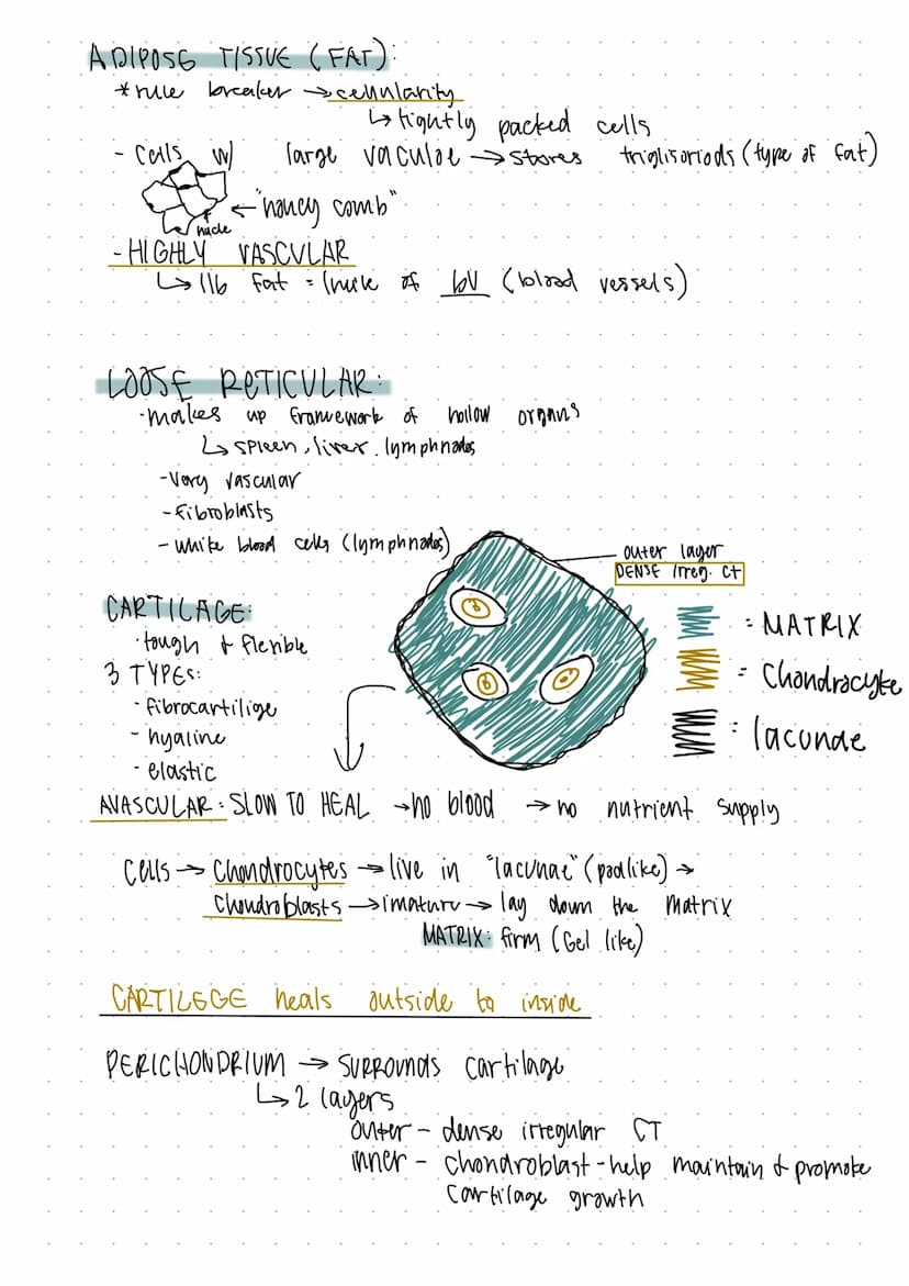 TISSUES: THE LIVING FABRIC
Ь groups
of
cells
similar
or related function
Prepare for microscopy:
I tissive samples
-fixed
sliced
- Stained
C