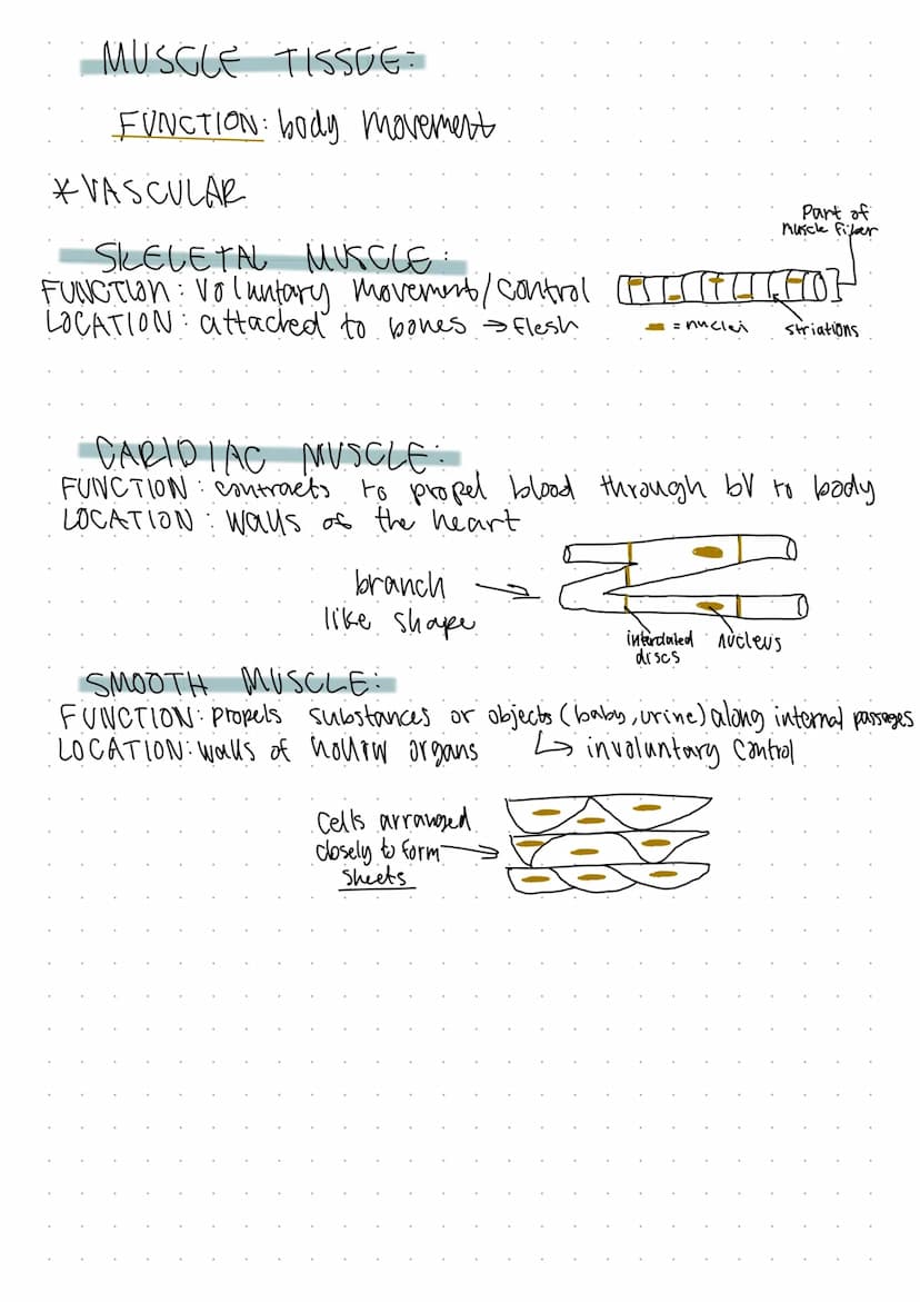 TISSUES: THE LIVING FABRIC
Ь groups
of
cells
similar
or related function
Prepare for microscopy:
I tissive samples
-fixed
sliced
- Stained
C