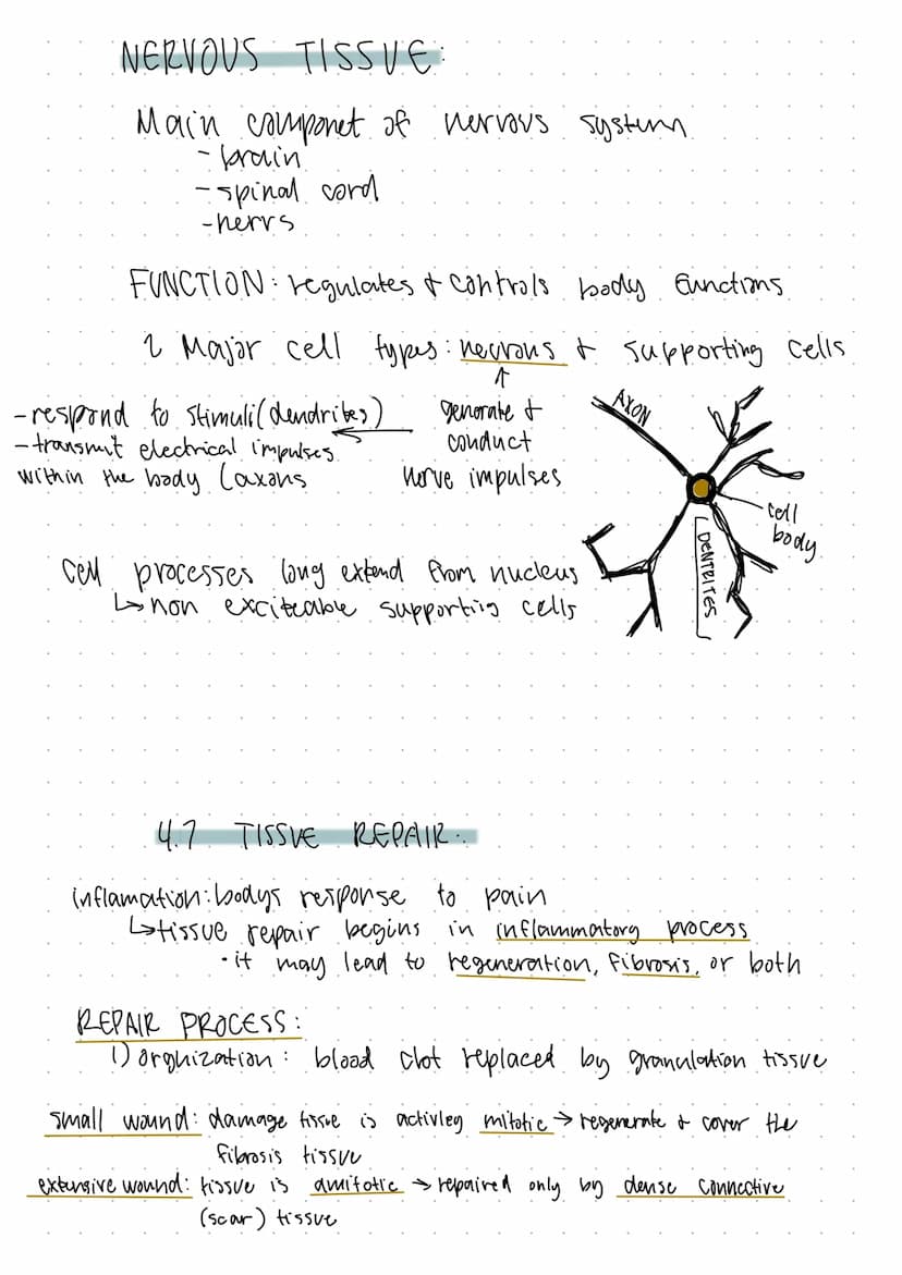 TISSUES: THE LIVING FABRIC
Ь groups
of
cells
similar
or related function
Prepare for microscopy:
I tissive samples
-fixed
sliced
- Stained
C