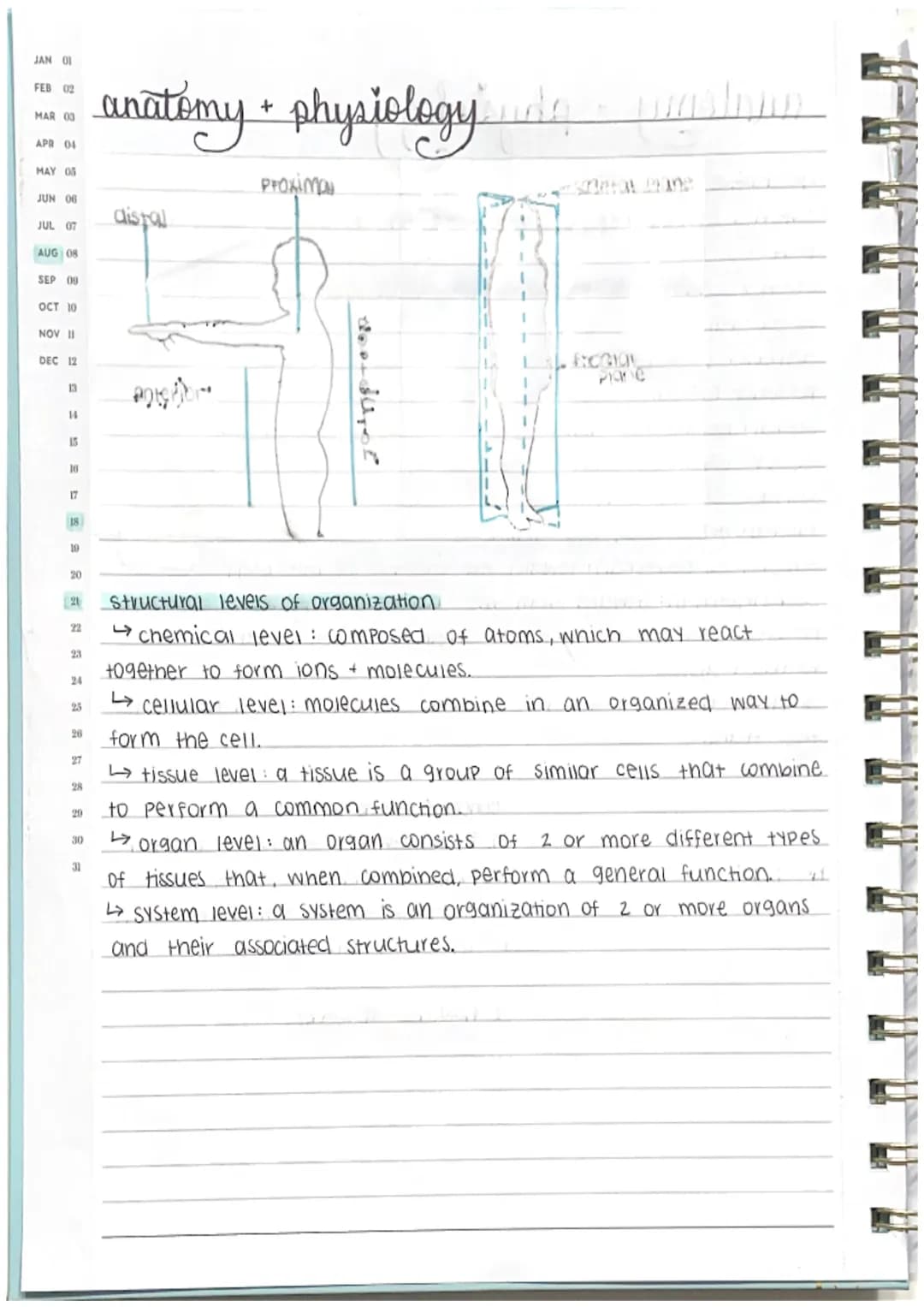 <h2 id="anatomyandphysiologytermsanddefinitions">Anatomy and Physiology Terms and Definitions</h2>
<p>In anatomy and physiology, it's import