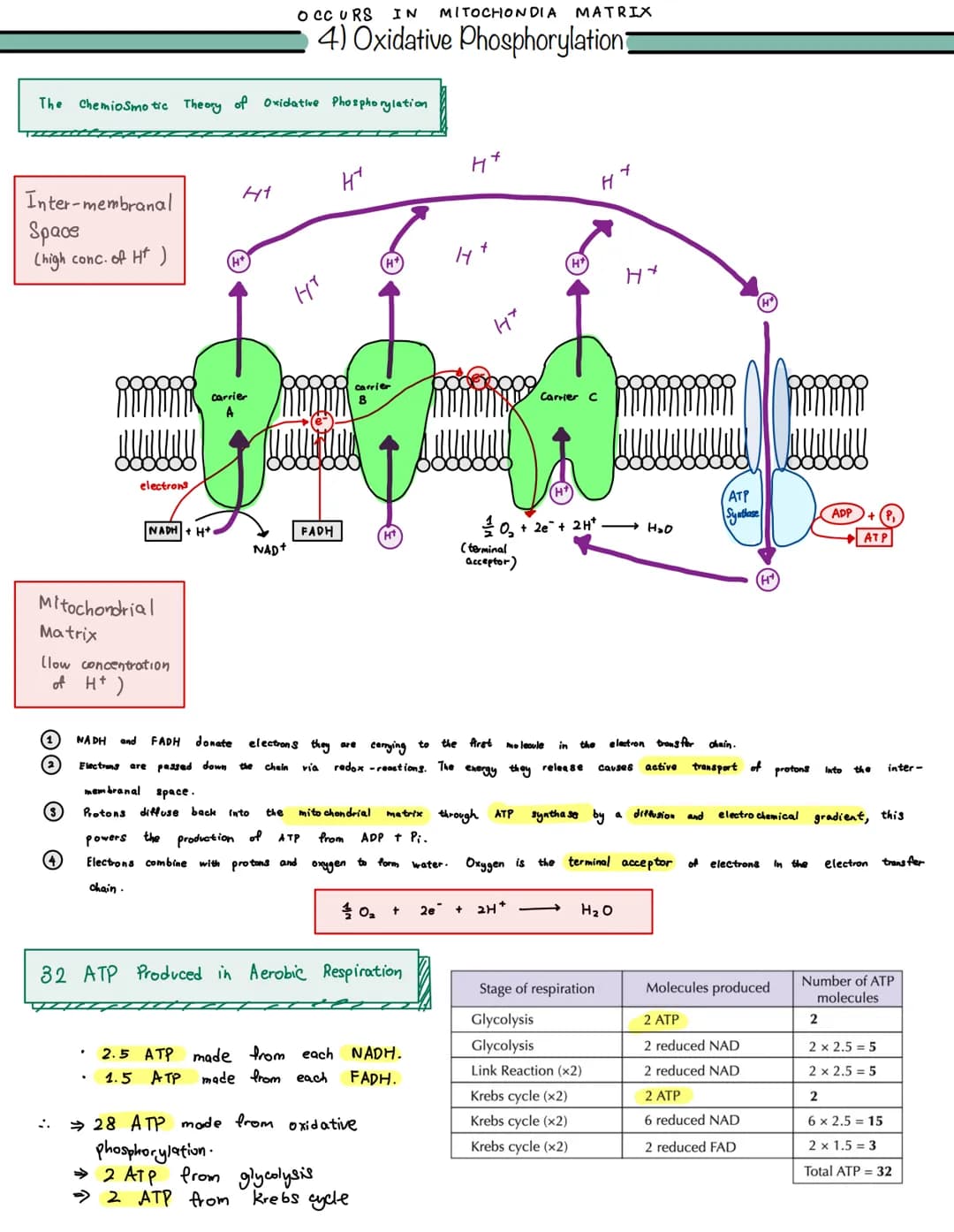 
<p>The Chemiosmotic Theory of Oxidative Phosphorylation involves the movement of protons (H+) from the mitochondrial matrix to the intermem