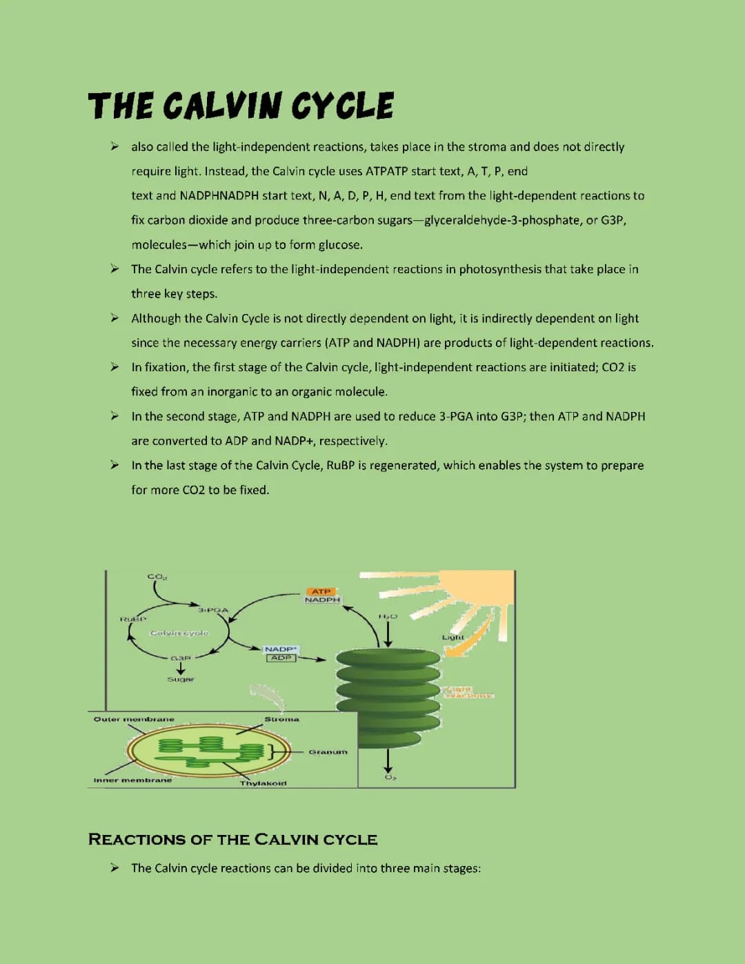 The Calvin Cycle 