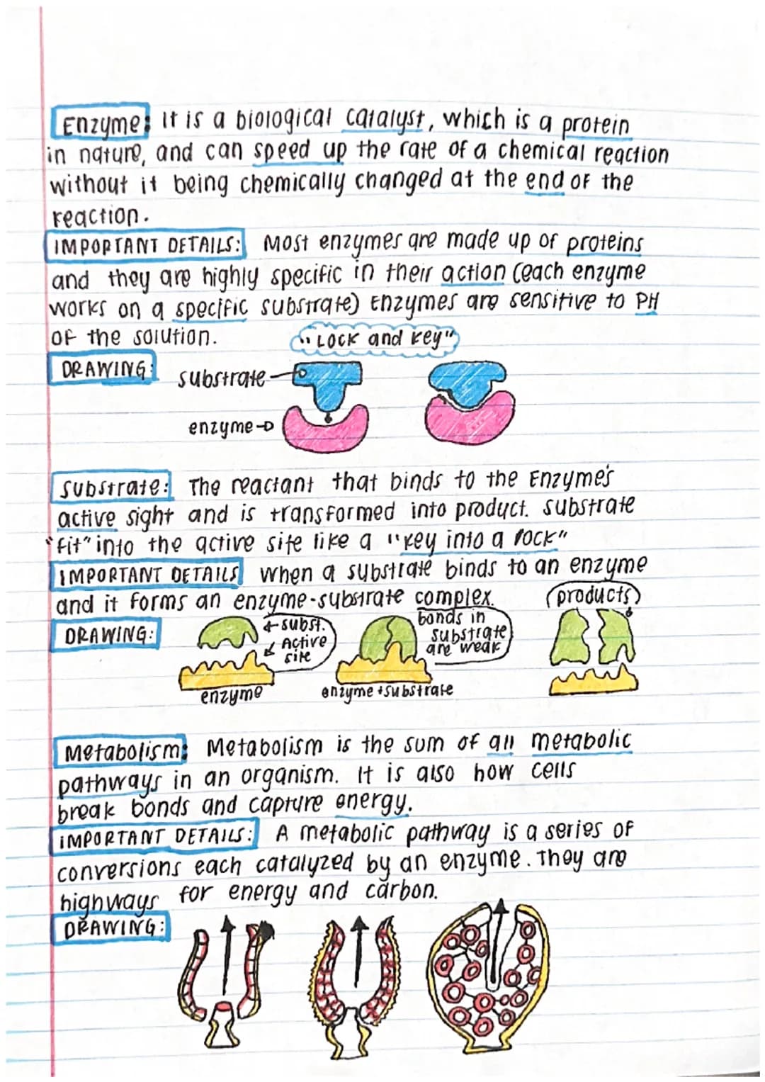 chapter 5 - Energy and Enzymes
Membrane Proteins: Proteins that require detergent
to extract them from a membrane and keep them soluble
in w