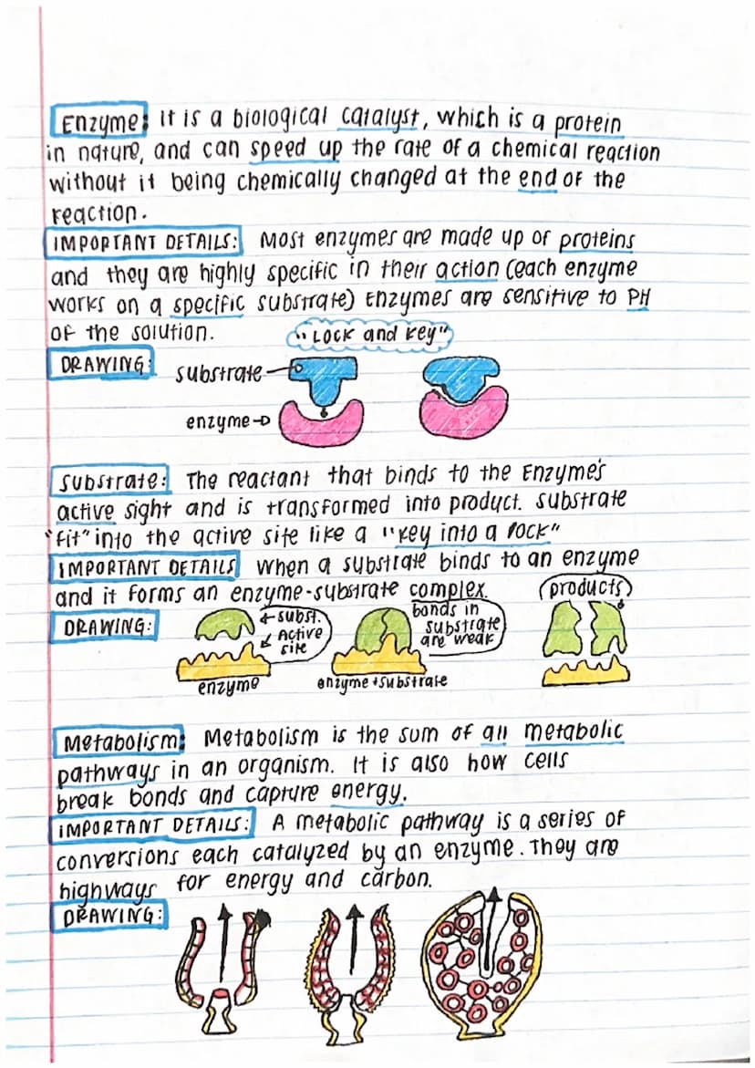 chapter 5 - Energy and Enzymes
Membrane Proteins: Proteins that require detergent
to extract them from a membrane and keep them soluble
in w