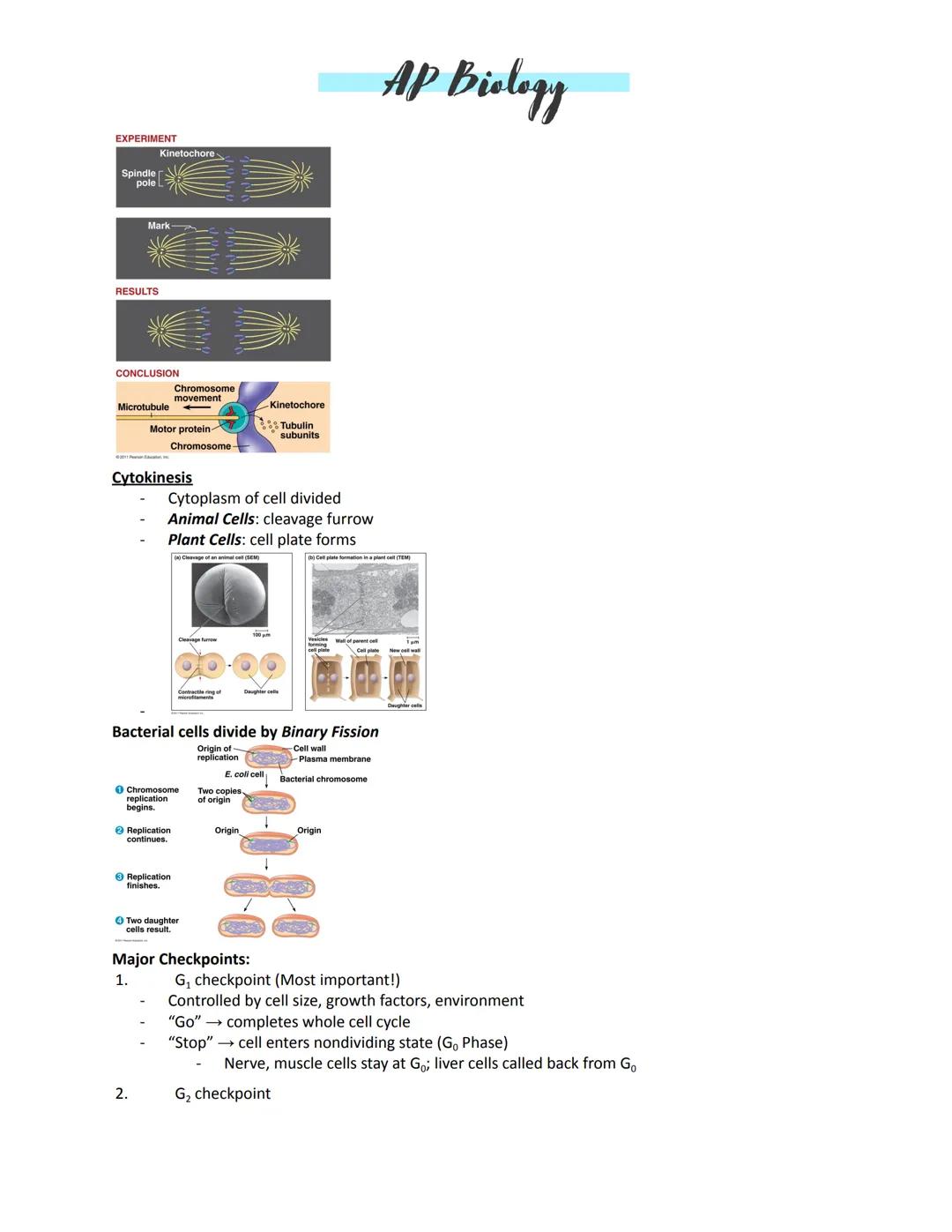 AP Biology
Unit 4:
Amplification -- to increase a signal
Kinases -- enzymes that move
Transcription -- turning on DNA to make a needed prote