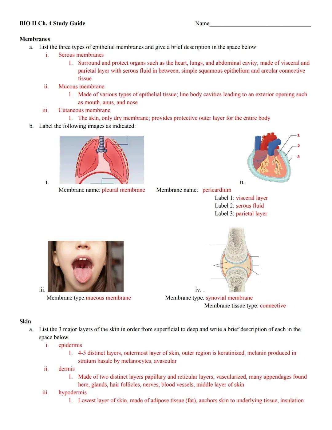 Chapter 4 - Skin and Body Membranes 