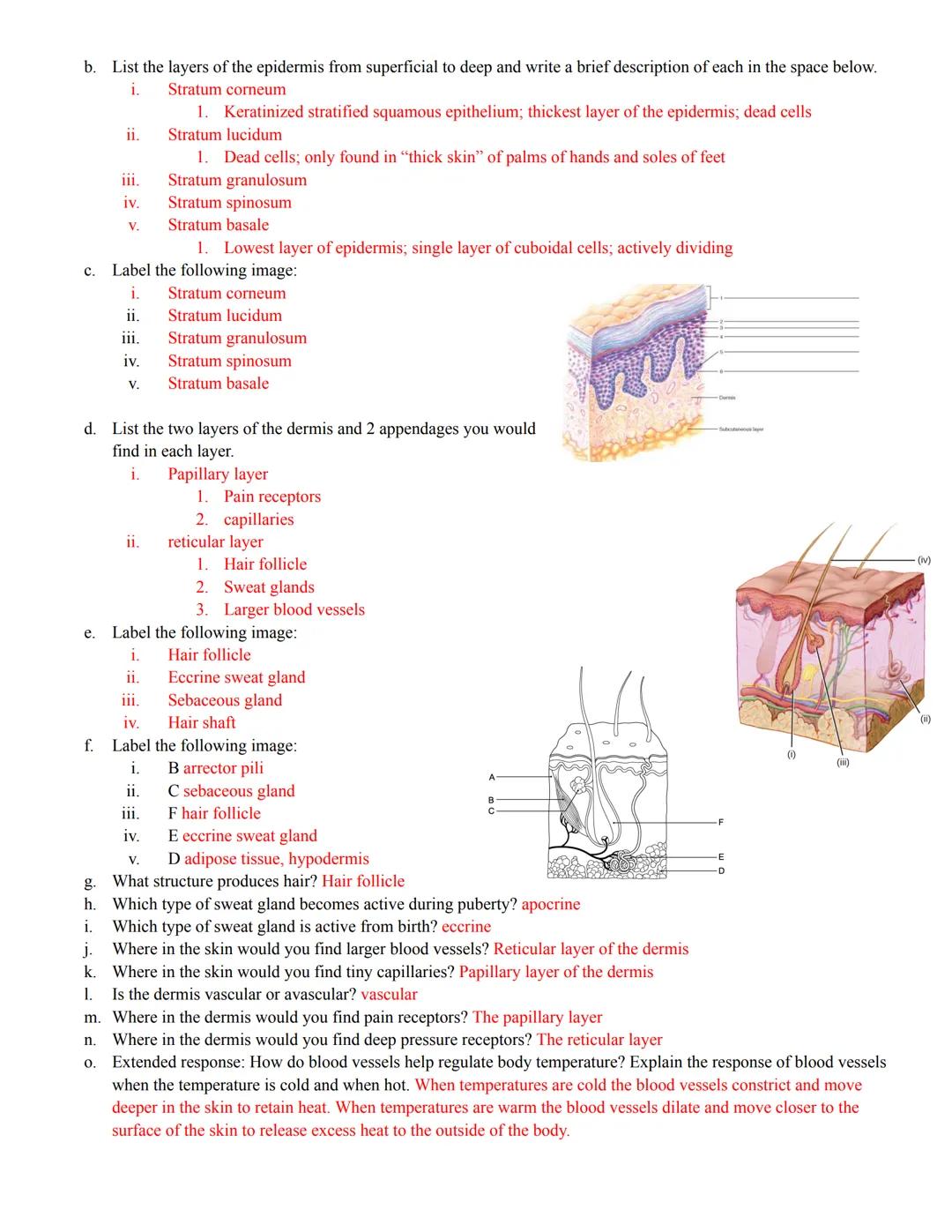 BIO II Ch. 4 Study Guide
Membranes
a.
Skin
a.
List the three types of epithelial membranes and give a brief description in the space below:
