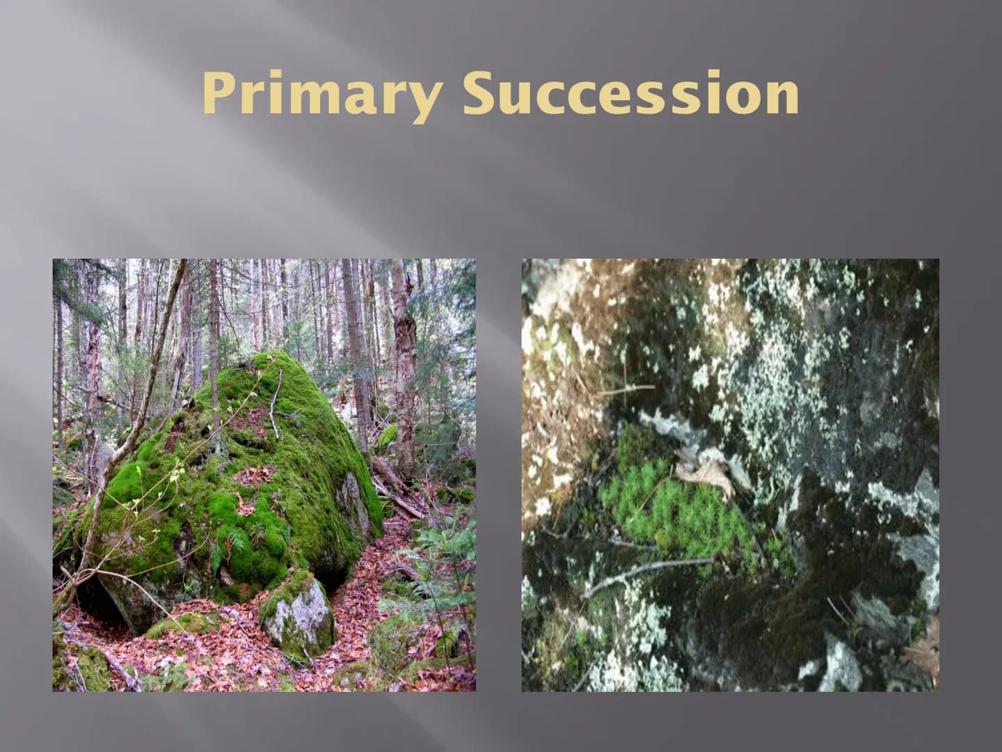 SUCCESSION
a series of changes in a community in which
new populations of organisms gradually
replace existing ones
Primary Succession
Secon