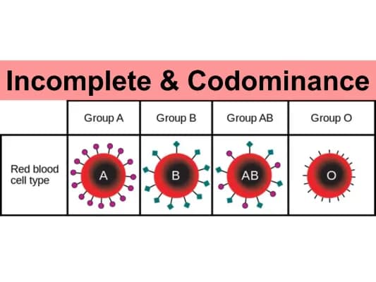 Know Incomplete & Codominance w/ Examples of Blood Types Notes 2023 PDF thumbnail