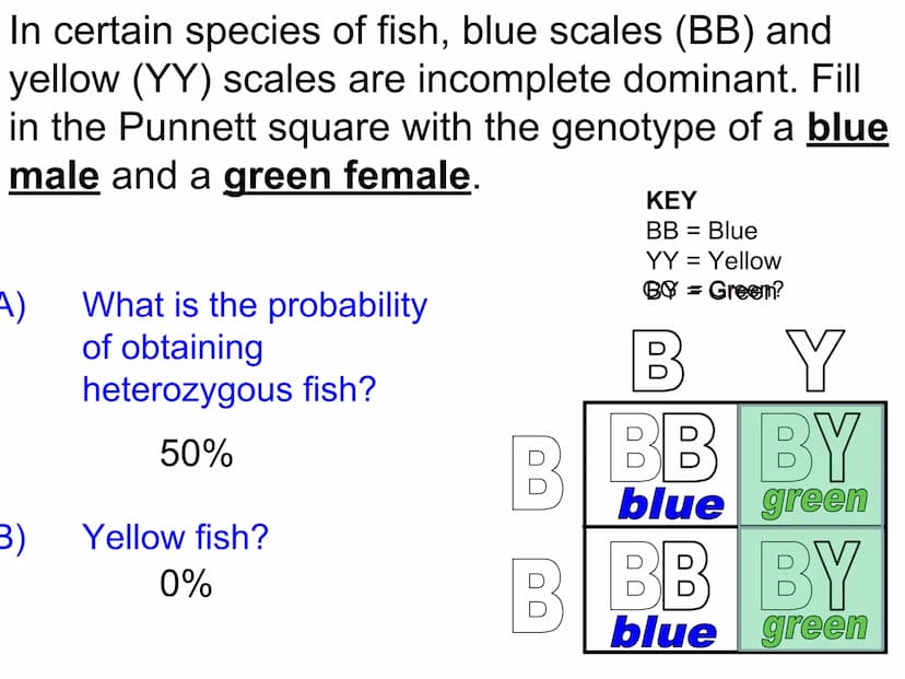 Incomplete & Codominance
Red blood
cell type
Group A
A
Group B
B
Group AB
AB
Group O red
white
Codominance
Defined: when a single gene
has m