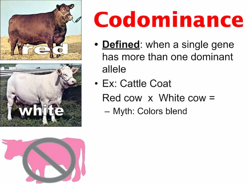 Incomplete & Codominance
Red blood
cell type
Group A
A
Group B
B
Group AB
AB
Group O red
white
Codominance
Defined: when a single gene
has m