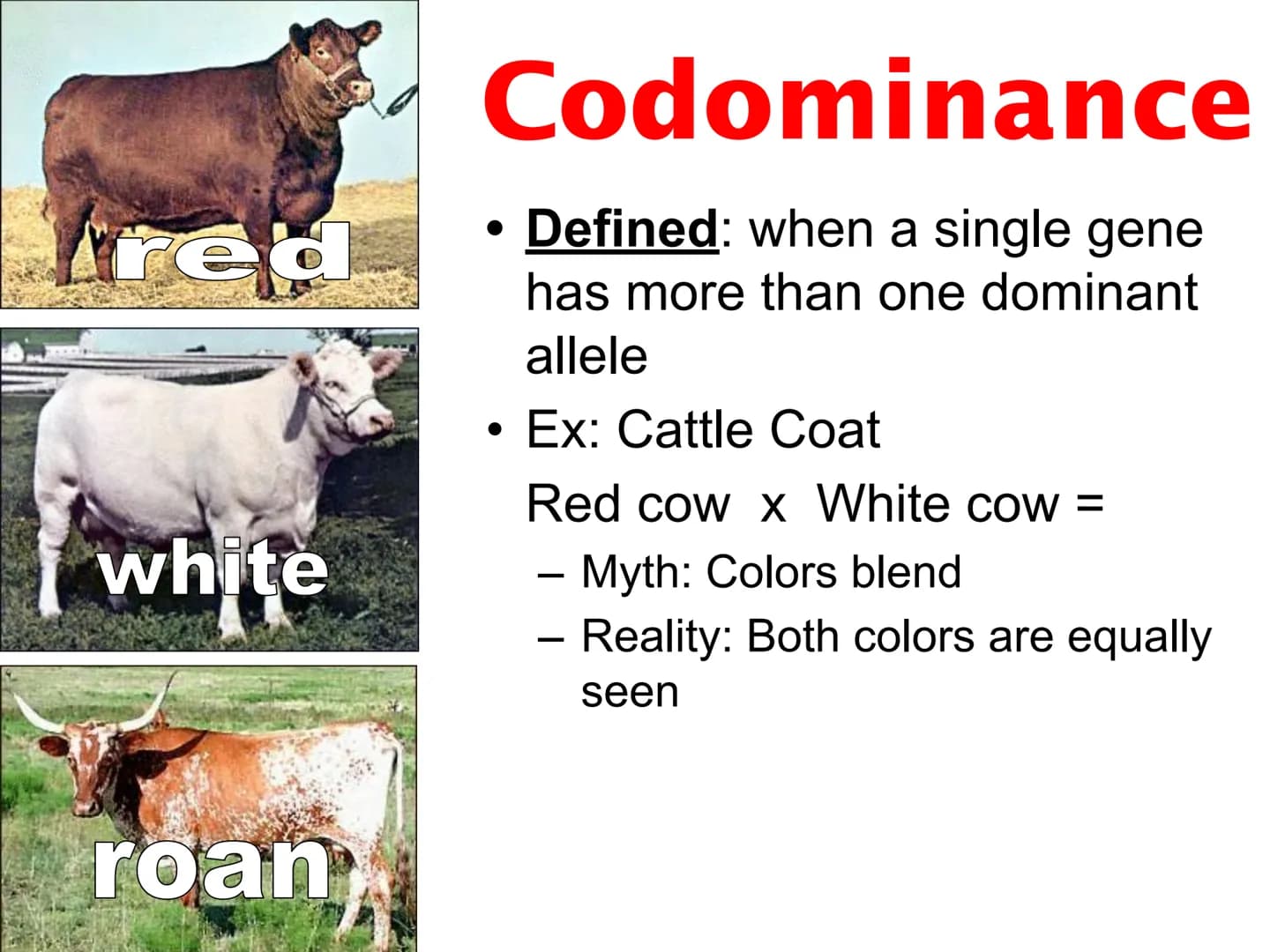 Incomplete & Codominance
Red blood
cell type
Group A
A
Group B
B
Group AB
AB
Group O red
white
Codominance
Defined: when a single gene
has m