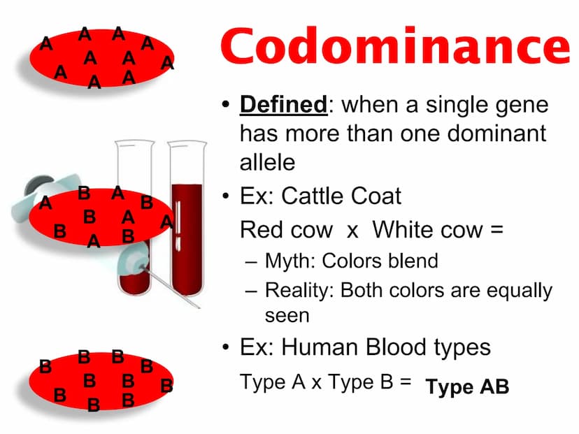 Incomplete & Codominance
Red blood
cell type
Group A
A
Group B
B
Group AB
AB
Group O red
white
Codominance
Defined: when a single gene
has m