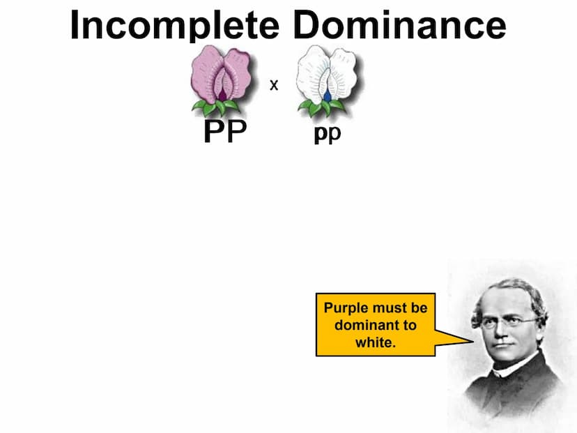 Incomplete & Codominance
Red blood
cell type
Group A
A
Group B
B
Group AB
AB
Group O red
white
Codominance
Defined: when a single gene
has m