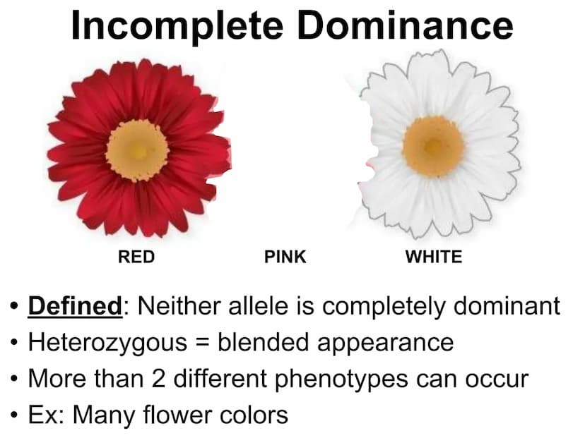 Incomplete & Codominance
Red blood
cell type
Group A
A
Group B
B
Group AB
AB
Group O red
white
Codominance
Defined: when a single gene
has m