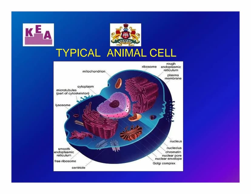 KEA
Chapter 3: CELL STRUCTURE & FUNCTION
க
Unit 1: CELL: THE UNIT OF LIFE
What is a cell?
Cell theory
➤An overview of a cell KE
A
WHAT IS A 