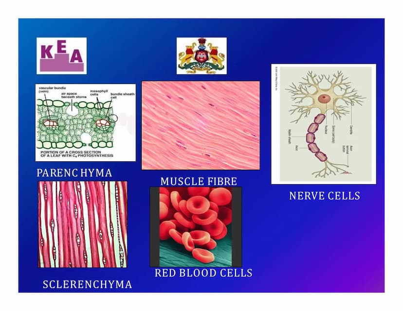 KEA
Chapter 3: CELL STRUCTURE & FUNCTION
க
Unit 1: CELL: THE UNIT OF LIFE
What is a cell?
Cell theory
➤An overview of a cell KE
A
WHAT IS A 