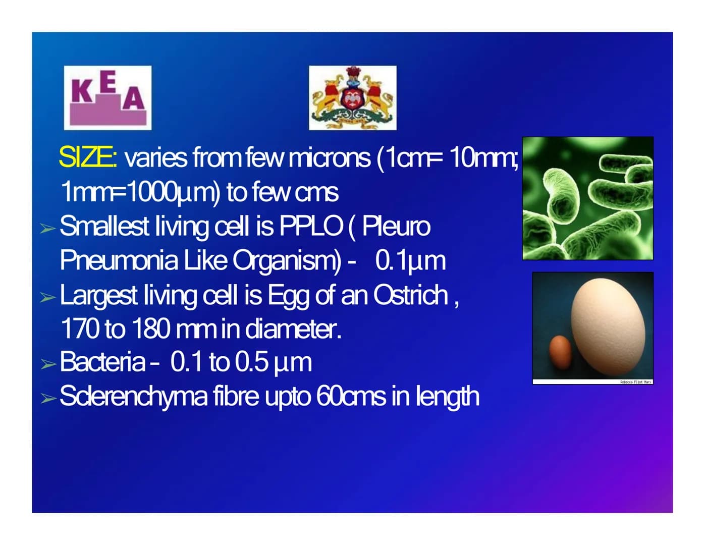 KEA
Chapter 3: CELL STRUCTURE & FUNCTION
க
Unit 1: CELL: THE UNIT OF LIFE
What is a cell?
Cell theory
➤An overview of a cell KE
A
WHAT IS A 