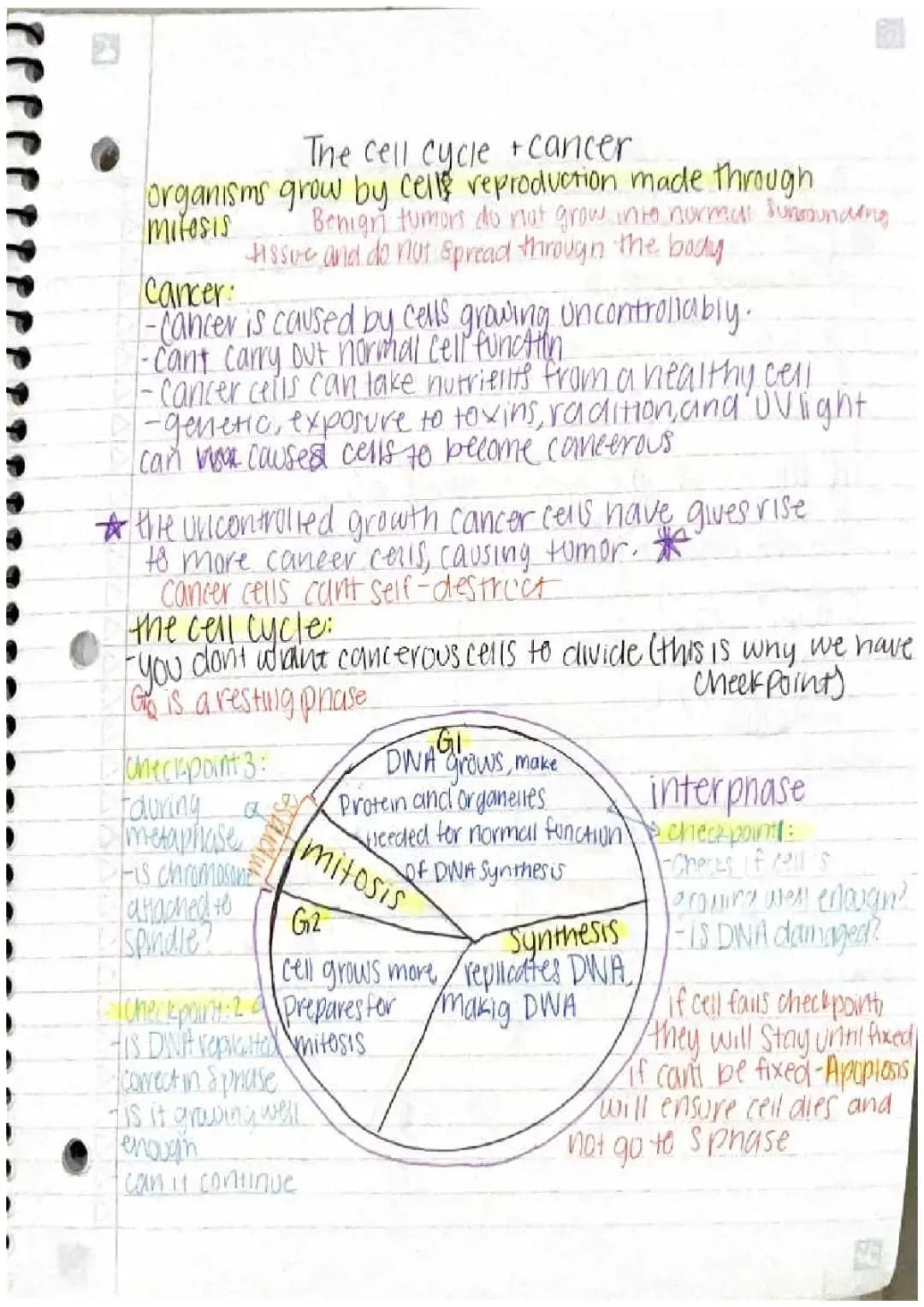 Understanding the Cell Cycle and Cancer: Checkpoints, Division, and Spread