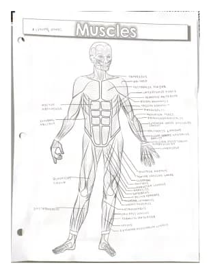 Know Muscle Diagram  thumbnail