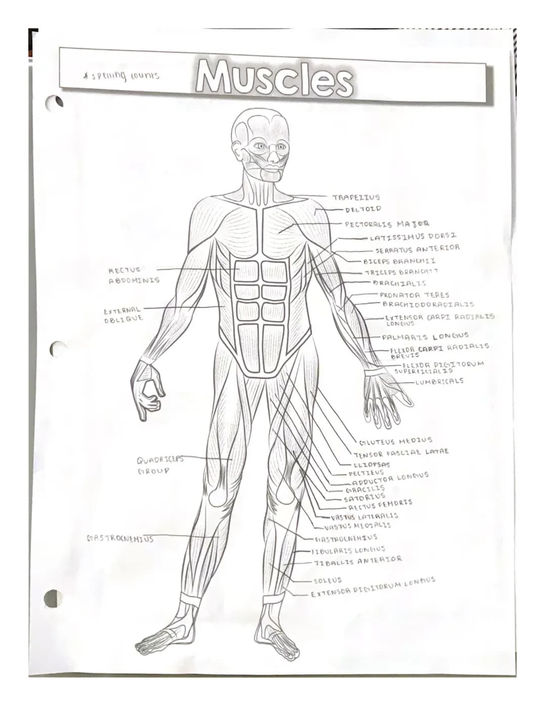 * spenning counts
RECTUS
ABDOMINIS
EXTERNAL
OBLIQUE
QUADRICEPS
GROUP
GASTROCNEMIUS
Muscles
TRAPEZIUS
DELTOID
PECTORALIS MAJER
LATISSIMUS DOR
