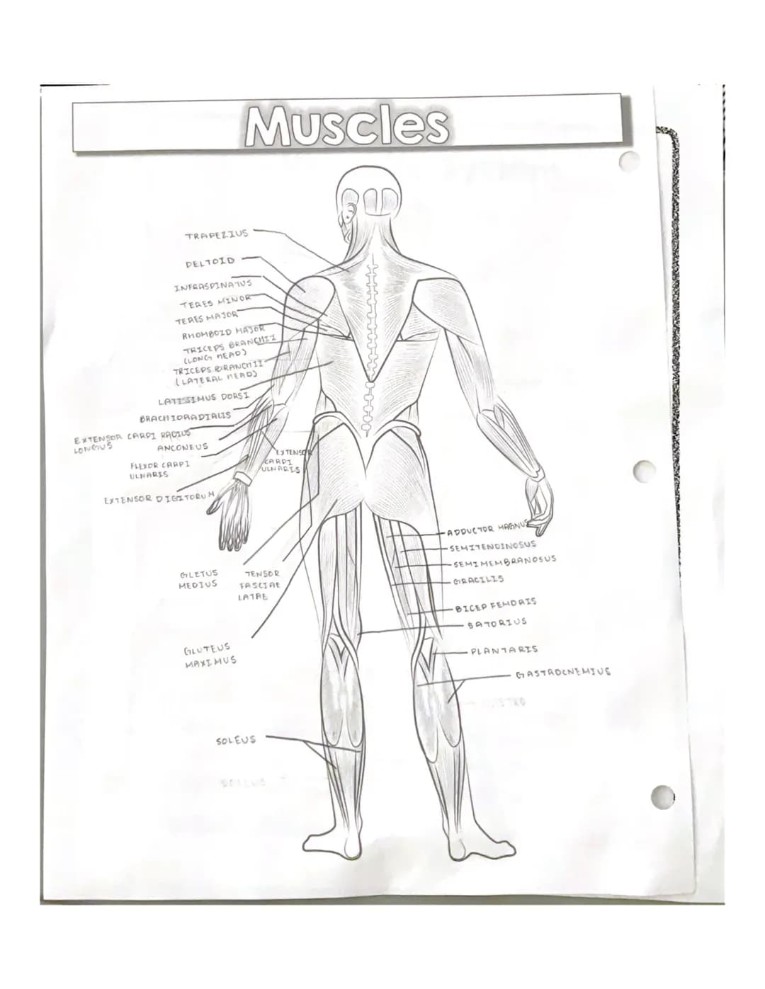 * spenning counts
RECTUS
ABDOMINIS
EXTERNAL
OBLIQUE
QUADRICEPS
GROUP
GASTROCNEMIUS
Muscles
TRAPEZIUS
DELTOID
PECTORALIS MAJER
LATISSIMUS DOR
