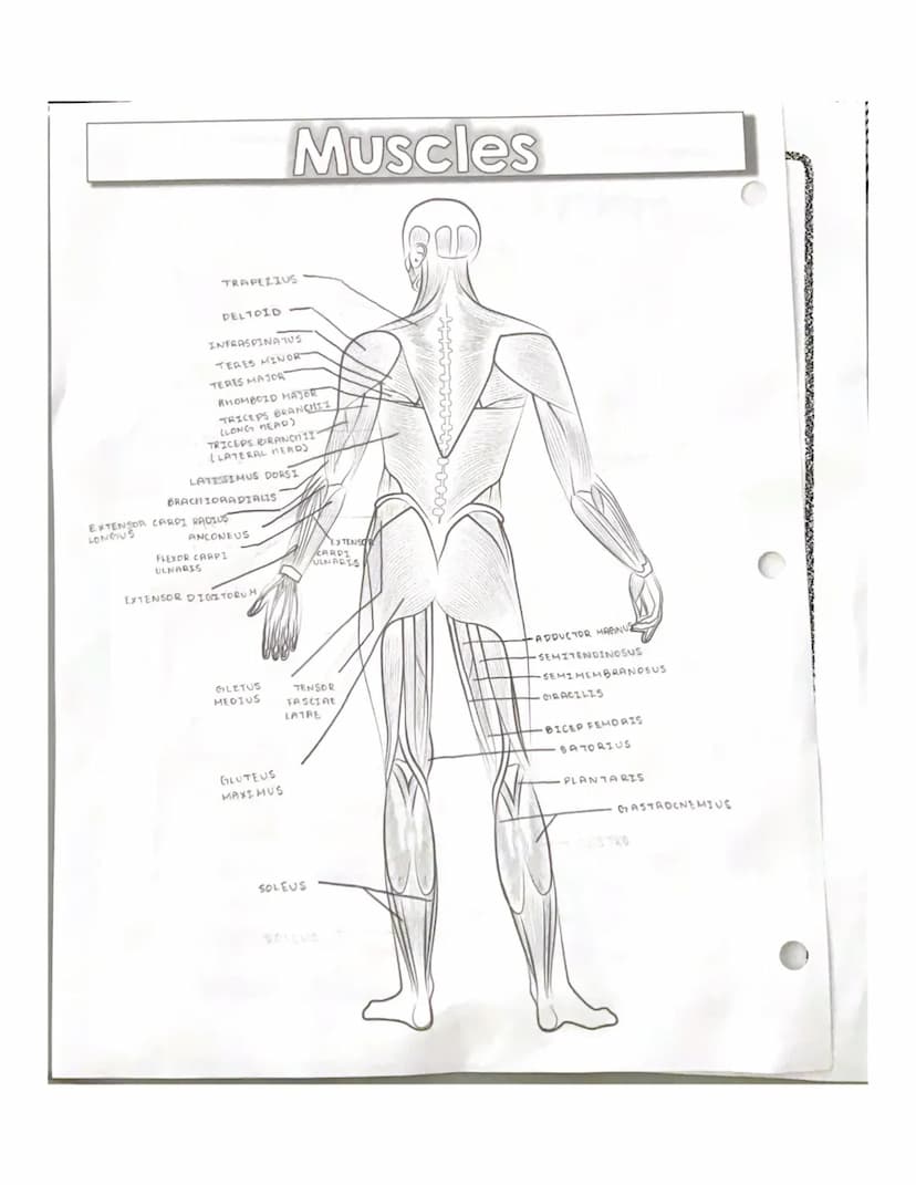 * spenning counts
RECTUS
ABDOMINIS
EXTERNAL
OBLIQUE
QUADRICEPS
GROUP
GASTROCNEMIUS
Muscles
TRAPEZIUS
DELTOID
PECTORALIS MAJER
LATISSIMUS DOR