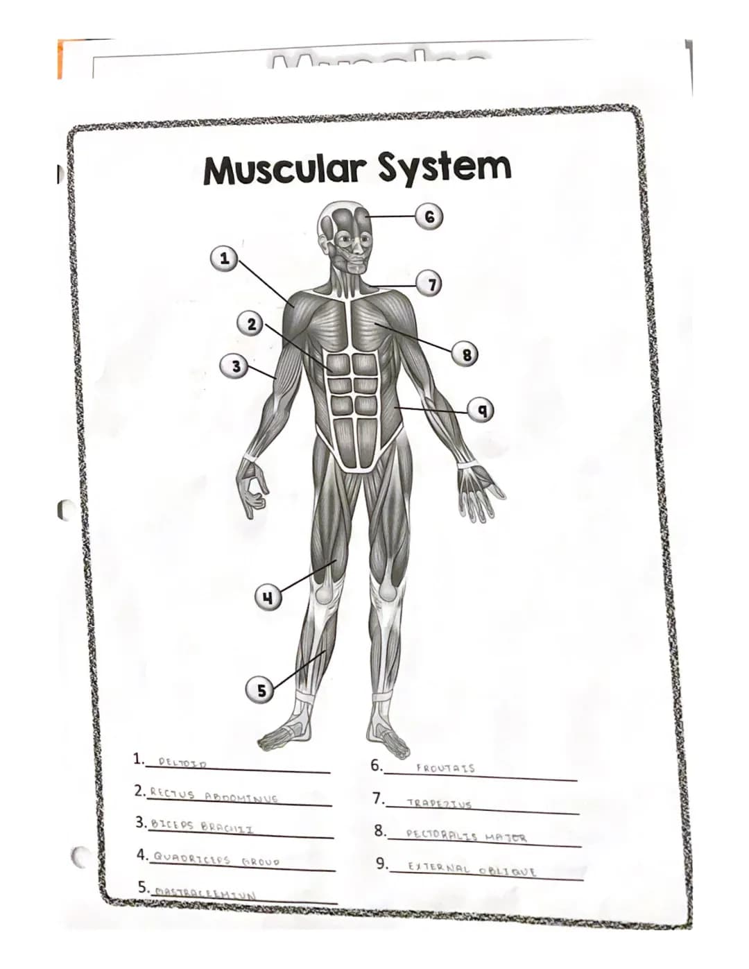 * spenning counts
RECTUS
ABDOMINIS
EXTERNAL
OBLIQUE
QUADRICEPS
GROUP
GASTROCNEMIUS
Muscles
TRAPEZIUS
DELTOID
PECTORALIS MAJER
LATISSIMUS DOR
