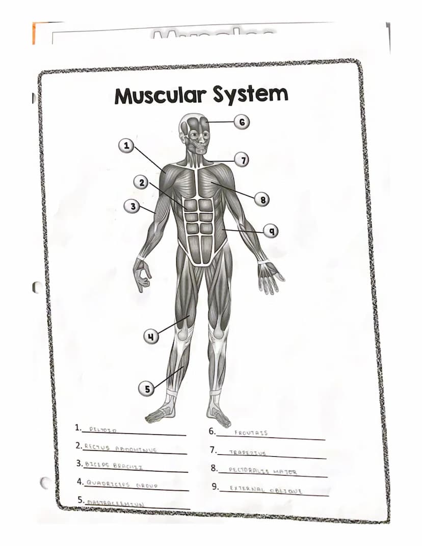 * spenning counts
RECTUS
ABDOMINIS
EXTERNAL
OBLIQUE
QUADRICEPS
GROUP
GASTROCNEMIUS
Muscles
TRAPEZIUS
DELTOID
PECTORALIS MAJER
LATISSIMUS DOR