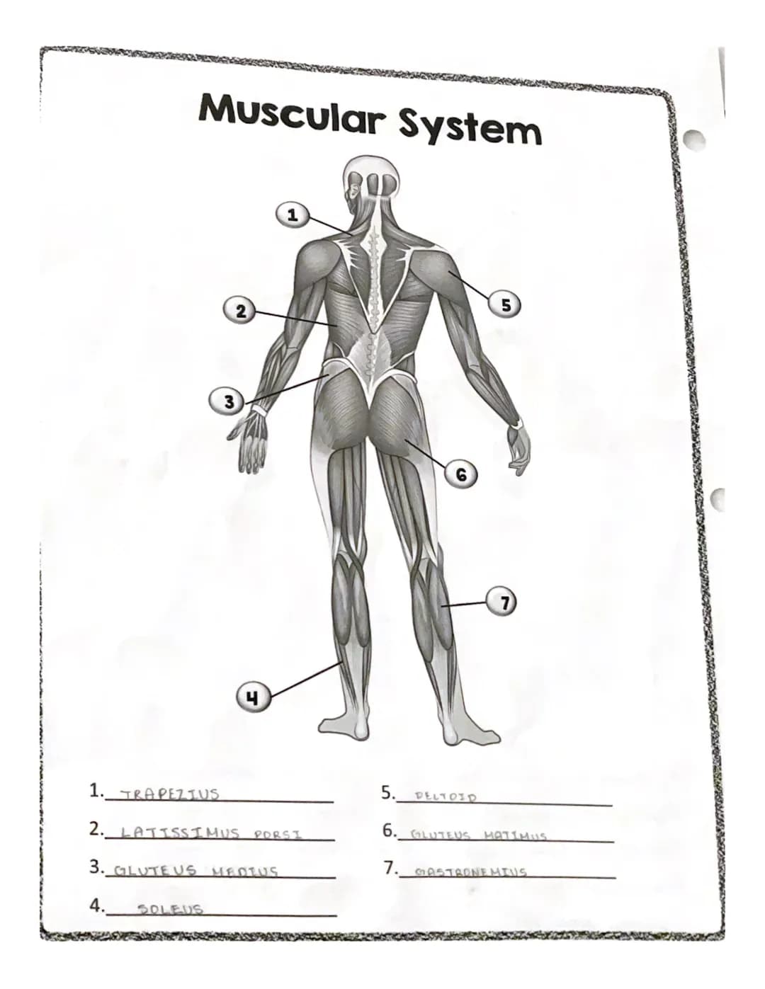 * spenning counts
RECTUS
ABDOMINIS
EXTERNAL
OBLIQUE
QUADRICEPS
GROUP
GASTROCNEMIUS
Muscles
TRAPEZIUS
DELTOID
PECTORALIS MAJER
LATISSIMUS DOR