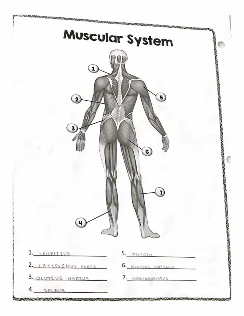 * spenning counts
RECTUS
ABDOMINIS
EXTERNAL
OBLIQUE
QUADRICEPS
GROUP
GASTROCNEMIUS
Muscles
TRAPEZIUS
DELTOID
PECTORALIS MAJER
LATISSIMUS DOR