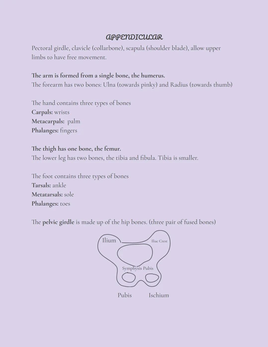 Skeletal System
OVERVIEW
The skeleton, composed of bones, cartilages, joints, and ligaments, accounts for
about 20% of body mass.
There are 