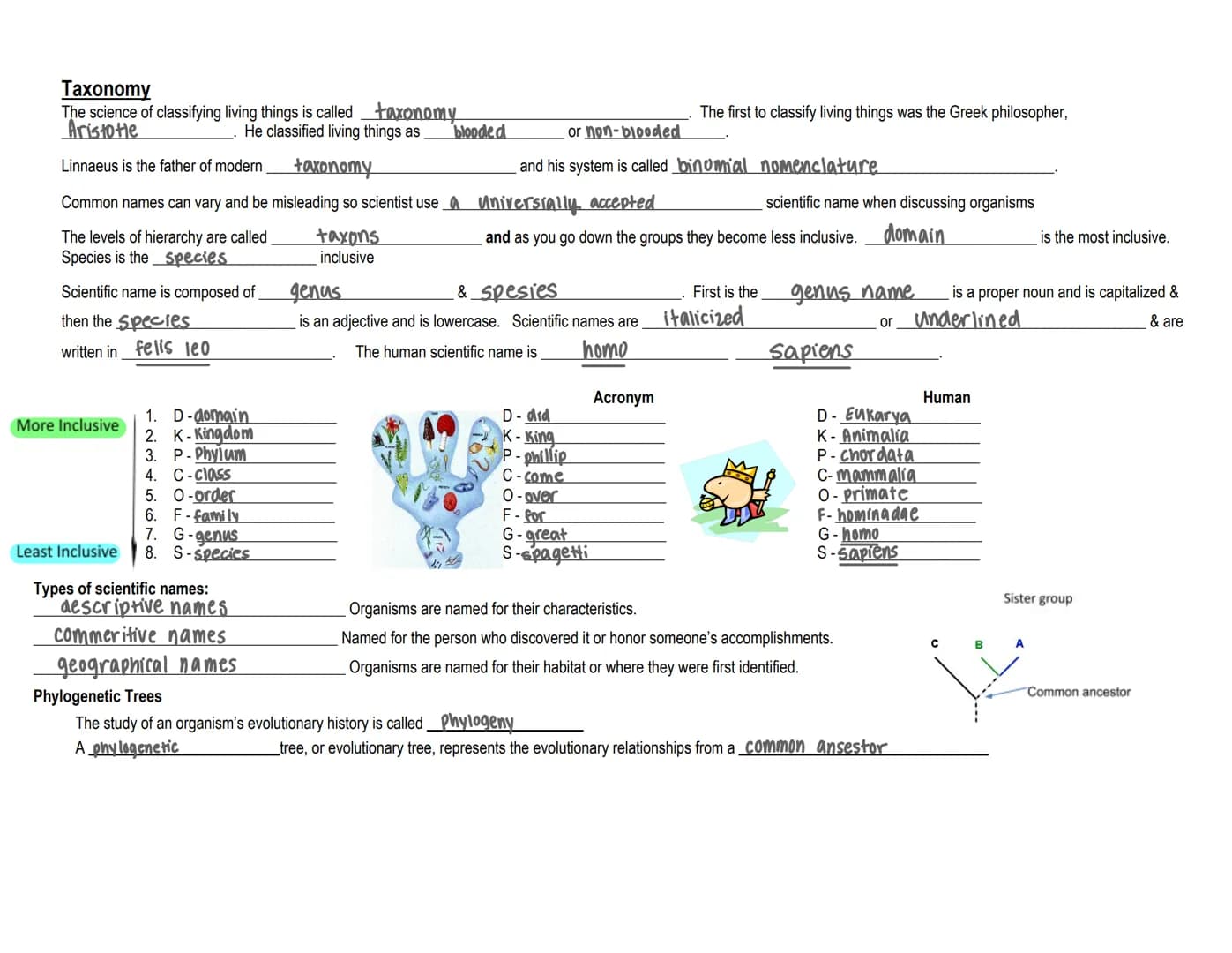 Taxonomy
The science of classifying living things is called taxonomy
Aristotle
He classified living things as
Linnaeus is the father of mode
