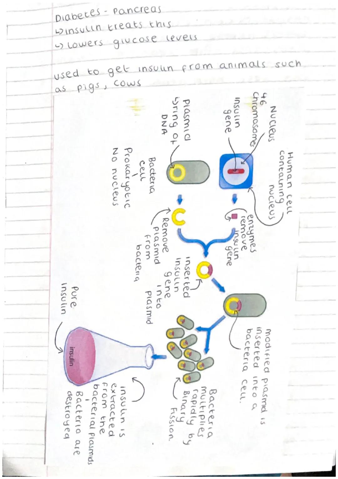 Monday 21st November
Genetic Engineering
Genetic
engineering is inserting a gene
from one organism into the genome of
to produce a desired
a