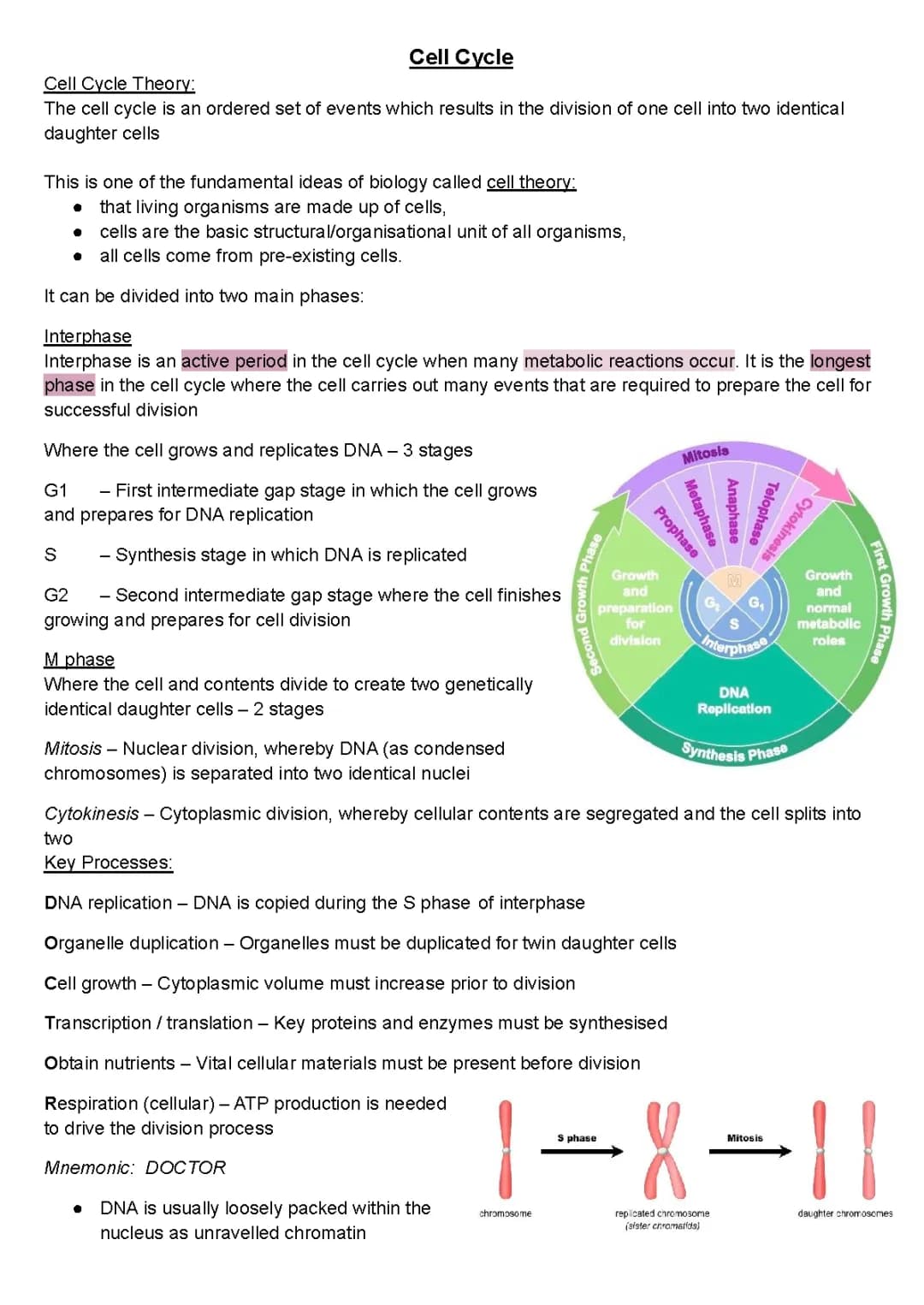 Cell Cycle