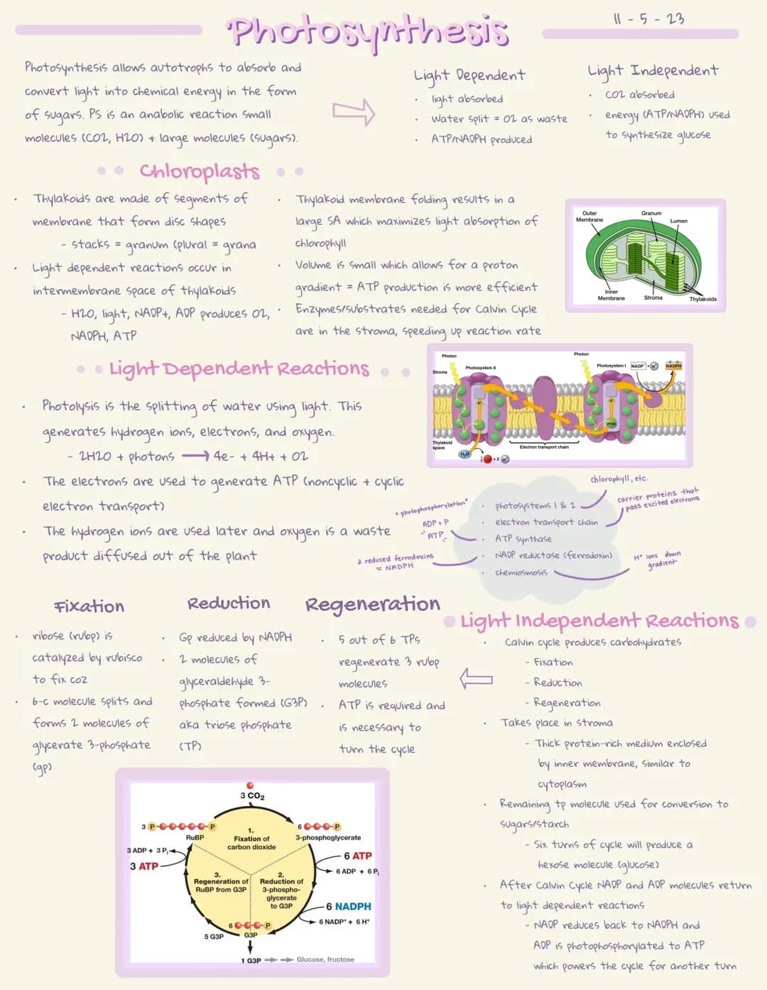 Photosynthesis: Light-Dependent and Light-Independent Reactions Explained for Kids