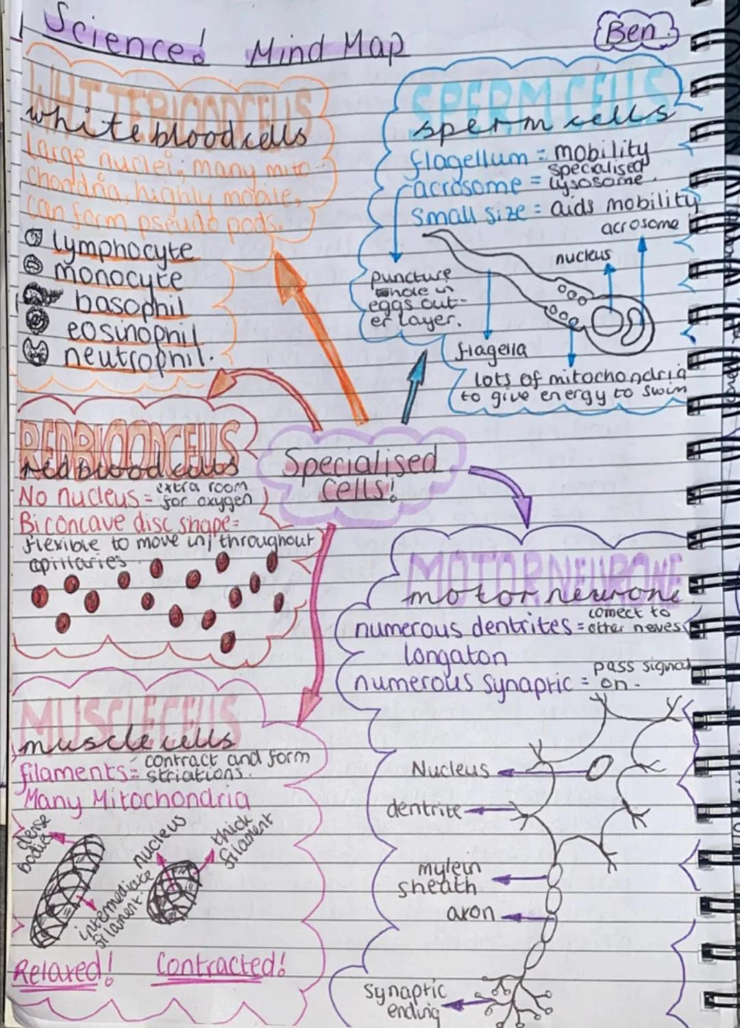 Science! Mind Map
white blood cells
mito.
Targe nuclei: many
Chandra highly mobile.
- can form pseudo pods.
lymphocyte
monocyte
basophil
eos