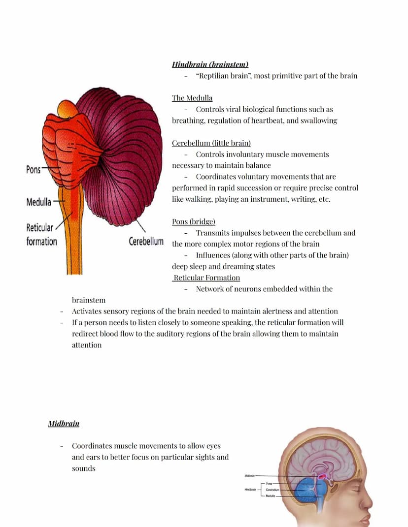 The Nervous System
The body system that transfers electrochemical messages called impulses throughout
the body
Impulses cause muscles to con