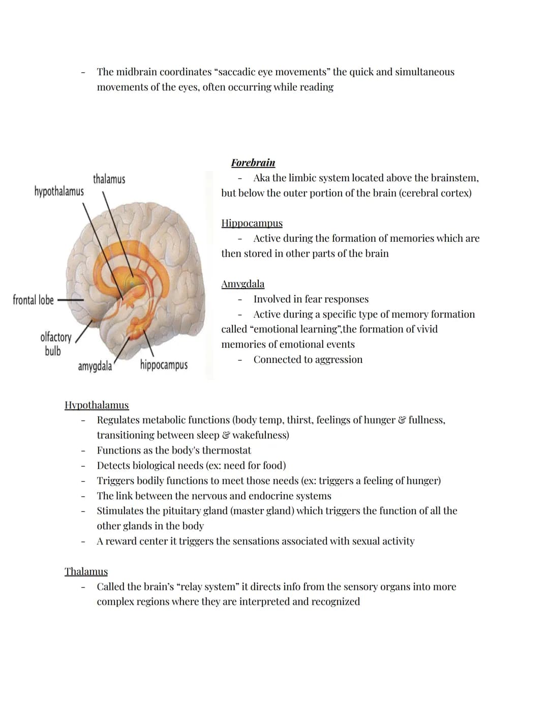 The Nervous System
The body system that transfers electrochemical messages called impulses throughout
the body
Impulses cause muscles to con