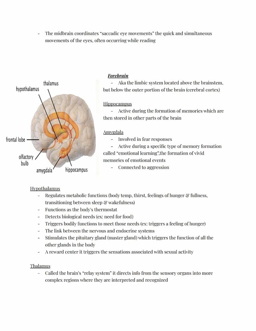 The Nervous System
The body system that transfers electrochemical messages called impulses throughout
the body
Impulses cause muscles to con