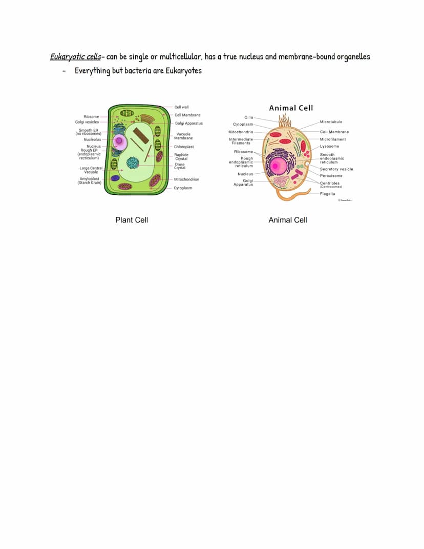 Cell Theory
Cell Structure and Function
• All living things are made up of cells
• Cells are the basic units of structure and function in an