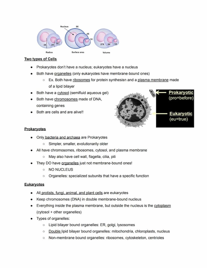 Chapter 6- Cell Organelles
Overview of the Cell
●
●
The fundamental unit of LIFE
Contain all the properties of LIFE
O (ordered, adapted, res