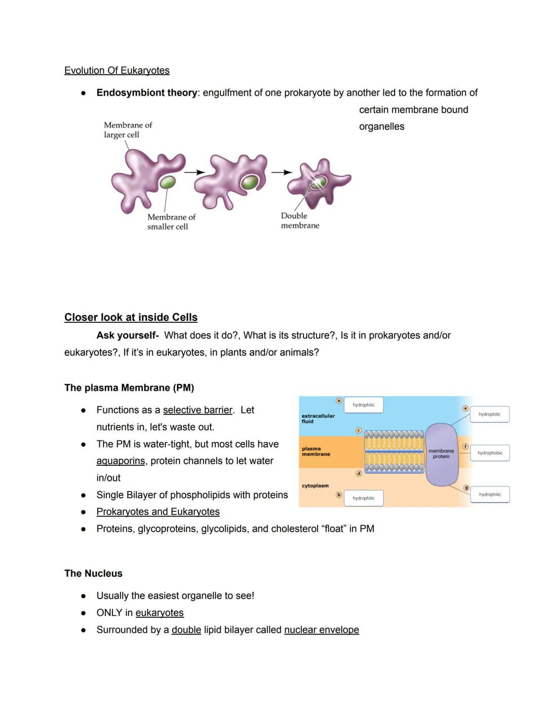 Chapter 6- Cell Organelles
Overview of the Cell
●
●
The fundamental unit of LIFE
Contain all the properties of LIFE
O (ordered, adapted, res