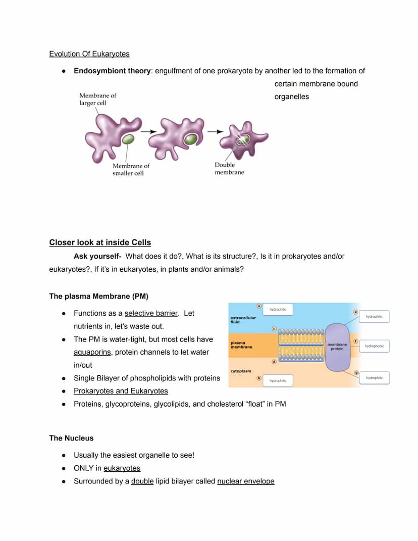 Chapter 6- Cell Organelles
Overview of the Cell
●
●
The fundamental unit of LIFE
Contain all the properties of LIFE
O (ordered, adapted, res