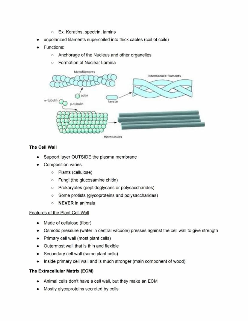 Chapter 6- Cell Organelles
Overview of the Cell
●
●
The fundamental unit of LIFE
Contain all the properties of LIFE
O (ordered, adapted, res