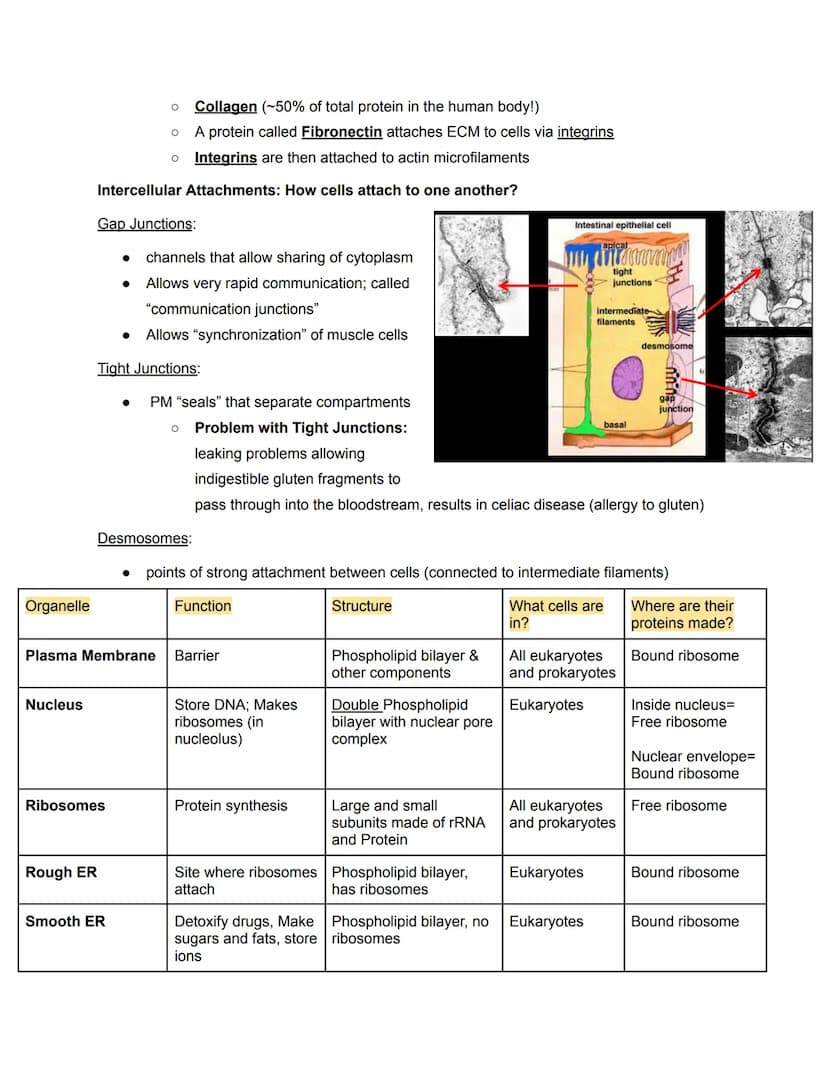 Chapter 6- Cell Organelles
Overview of the Cell
●
●
The fundamental unit of LIFE
Contain all the properties of LIFE
O (ordered, adapted, res